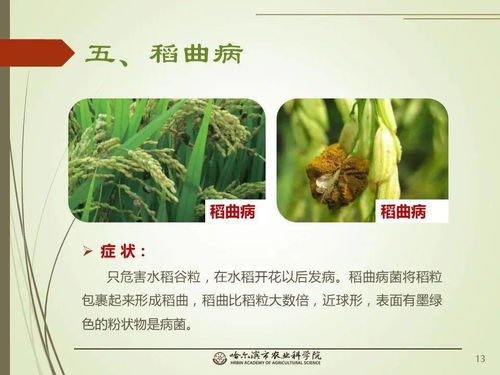 黨建引領(lǐng)謀發(fā)展 科技助農(nóng)備春耕 網(wǎng)絡(luò)課堂 水稻常見病蟲害的識別與防治 一 水稻病害